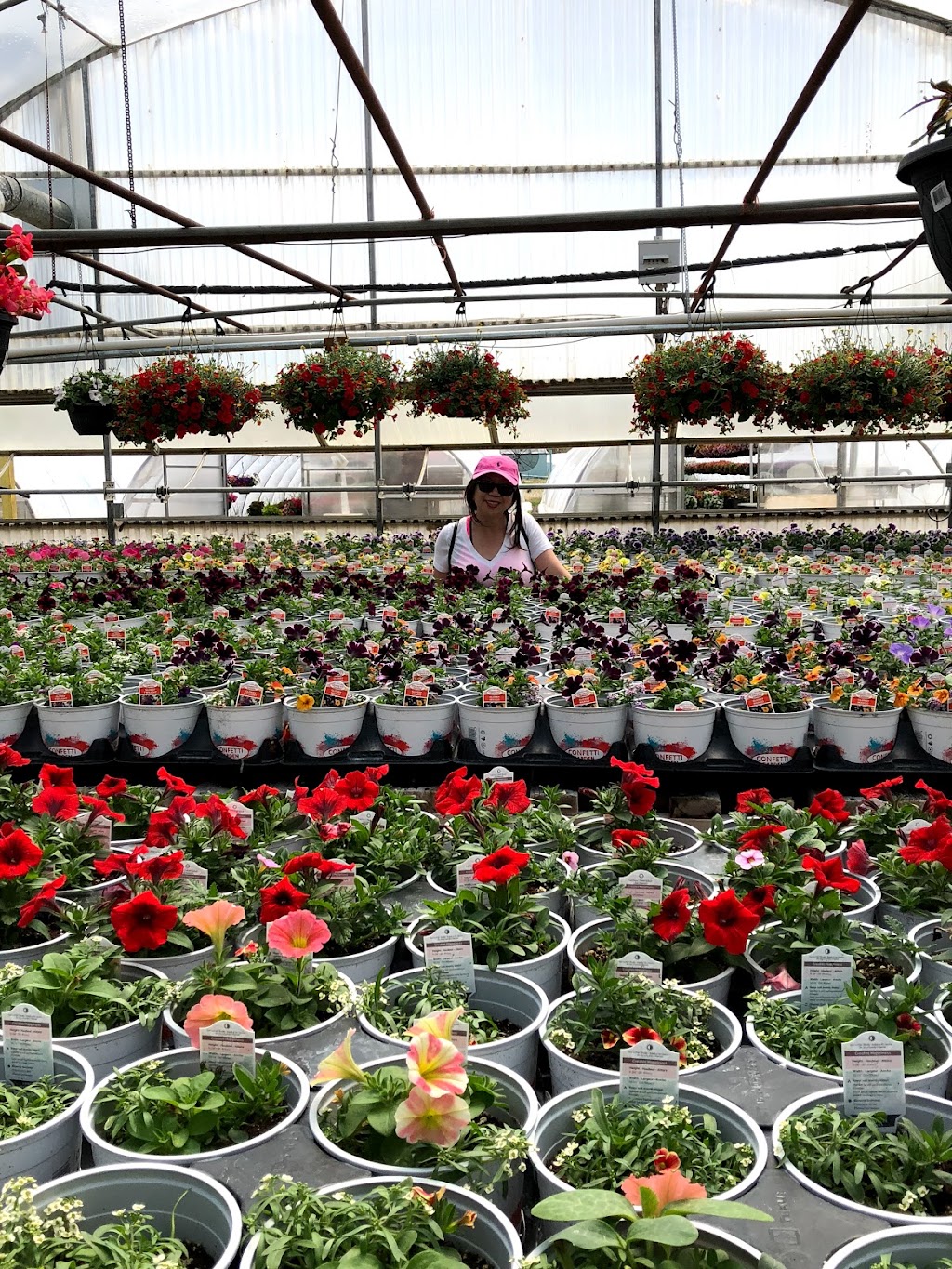 Ever-Green Greenhouses Ltd | Range Rd, 270 39 St, Red Deer, AB T4N 5E8, Canada | Phone: (403) 347-6484