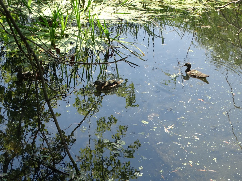 Spring Creek Nature Trails | High Park Gardens, Toronto, ON M6R 1S9, Canada