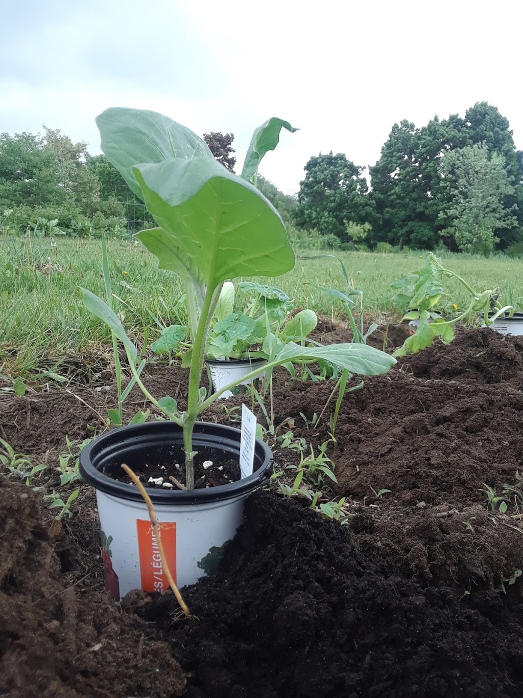 Preston Community garden | Preston Centre, Cambridge, ON N3H 1Z7, Canada