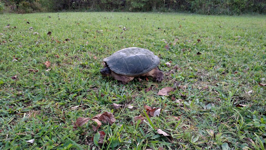 Tillman Road Wildlife Management Area | 9988 Wehrle Dr, Clarence, NY 14031, USA | Phone: (716) 372-0645