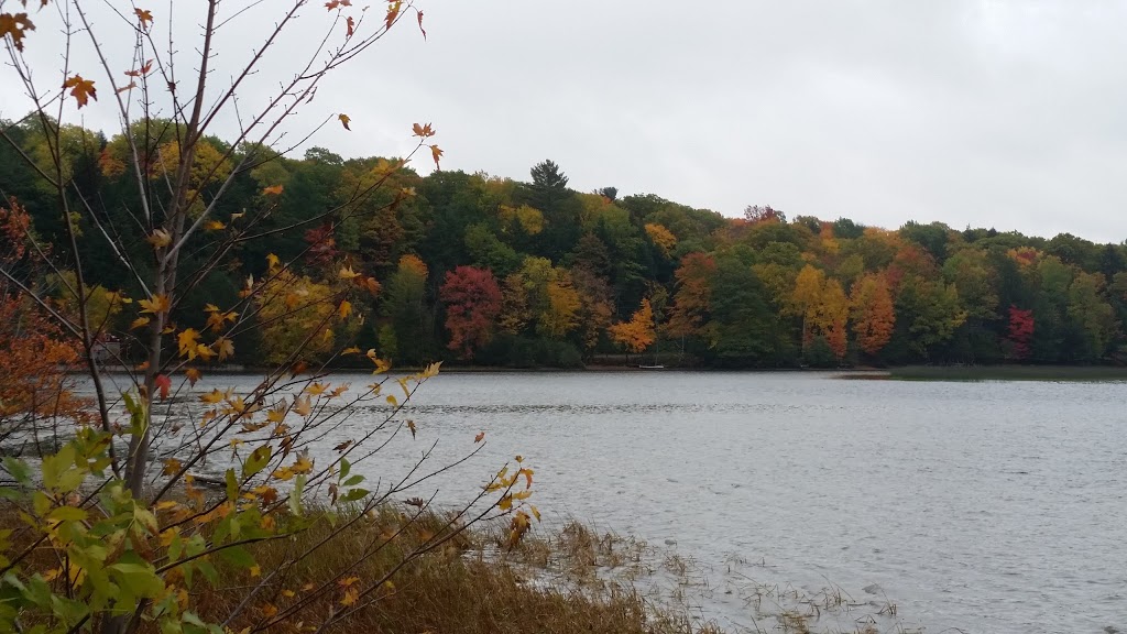 Boshkung Lake Tree Service | 1024 Two Dog Ln, Minden, ON K0M 2K0, Canada | Phone: (705) 489-2580