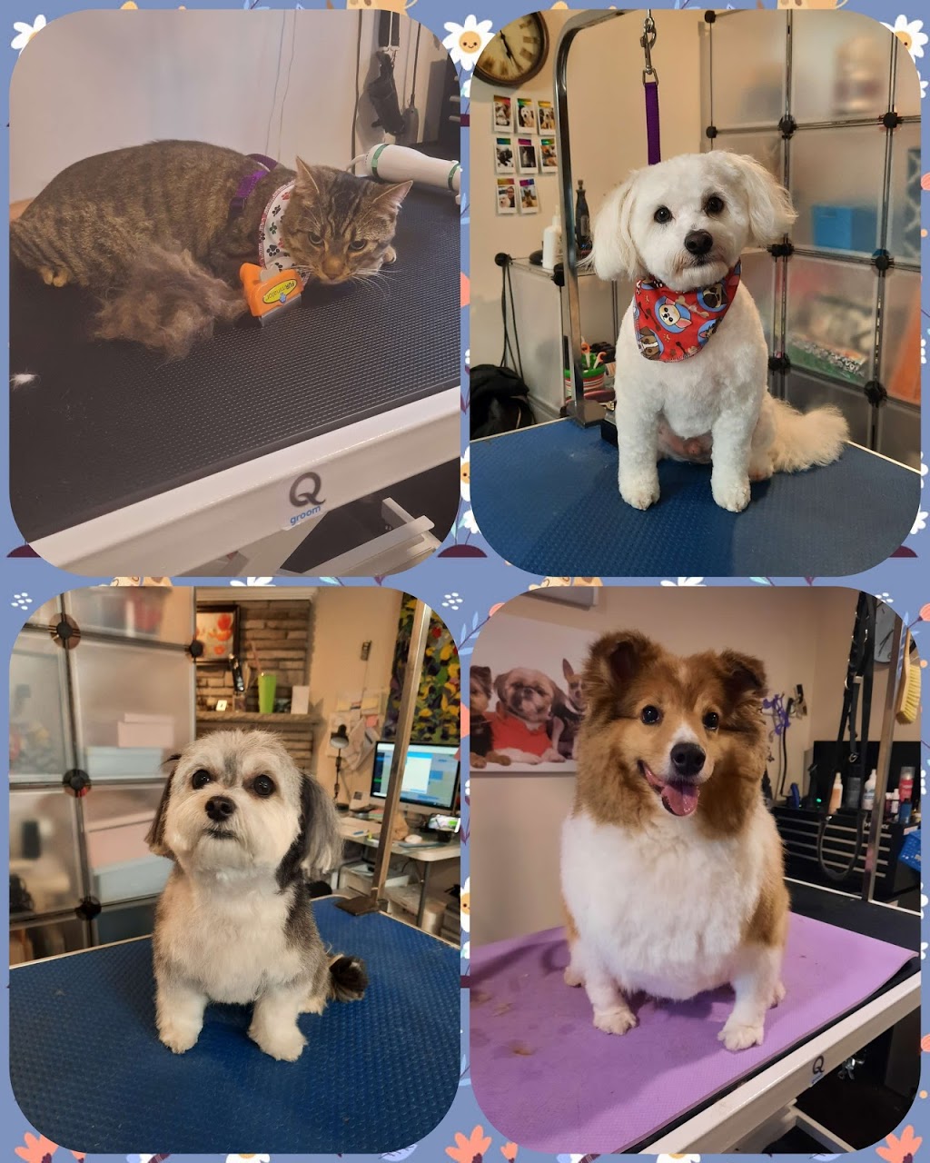 Lucar pet grooming Spa | 64 Weichel St, Kitchener, ON N2M 2A6, Canada | Phone: (226) 201-0400