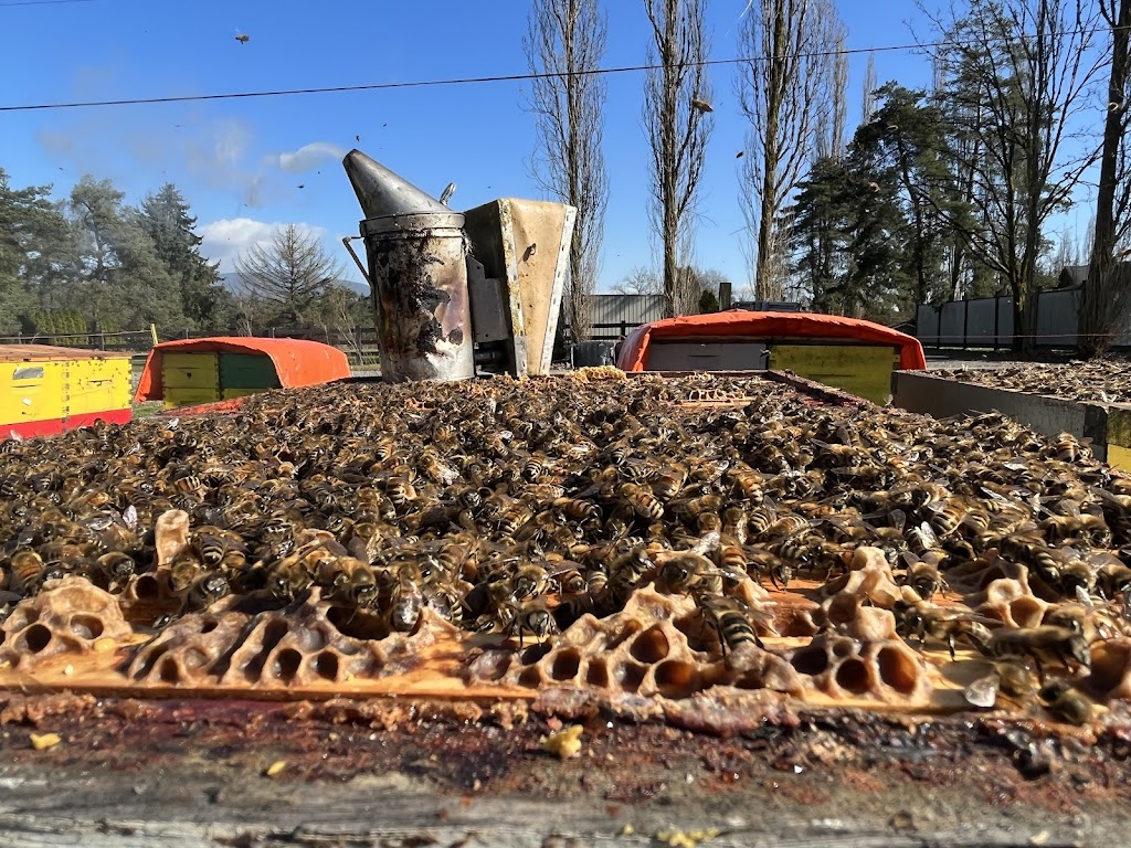 Pacific Pollinator Apiaries | 24831 80 Ave, Langley Twp, BC V1M 3P2, Canada | Phone: (778) 789-3698