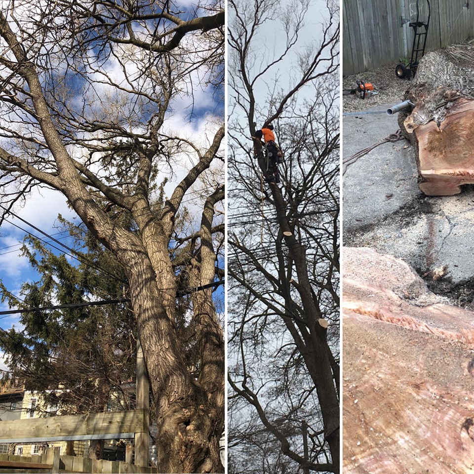 Toronto Tree Guys Inc. | 349 Marland Ave, Oshawa, ON L1J 1X4, Canada | Phone: (647) 390-9223