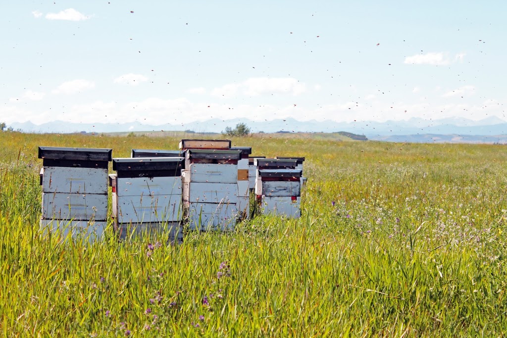 Chinook Honey Company & Chinook Arch Meadery | 386079 16 Street West, Okotoks, AB T1S 1A1, Canada | Phone: (403) 995-0830