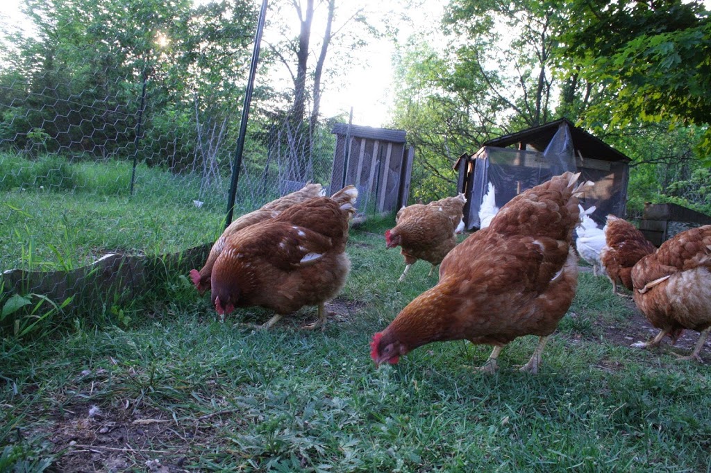 Long Road Ecological Farm | 3757 Road 38, Harrowsmith, ON K0H 1V0, Canada | Phone: (613) 305-0968