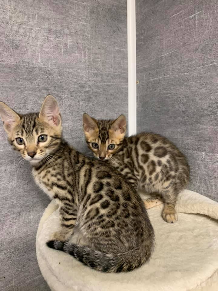 Bengal Babies Cattery | 734 Hampton Hills Dr, High River, AB T1V 0E6, Canada | Phone: (403) 966-8412