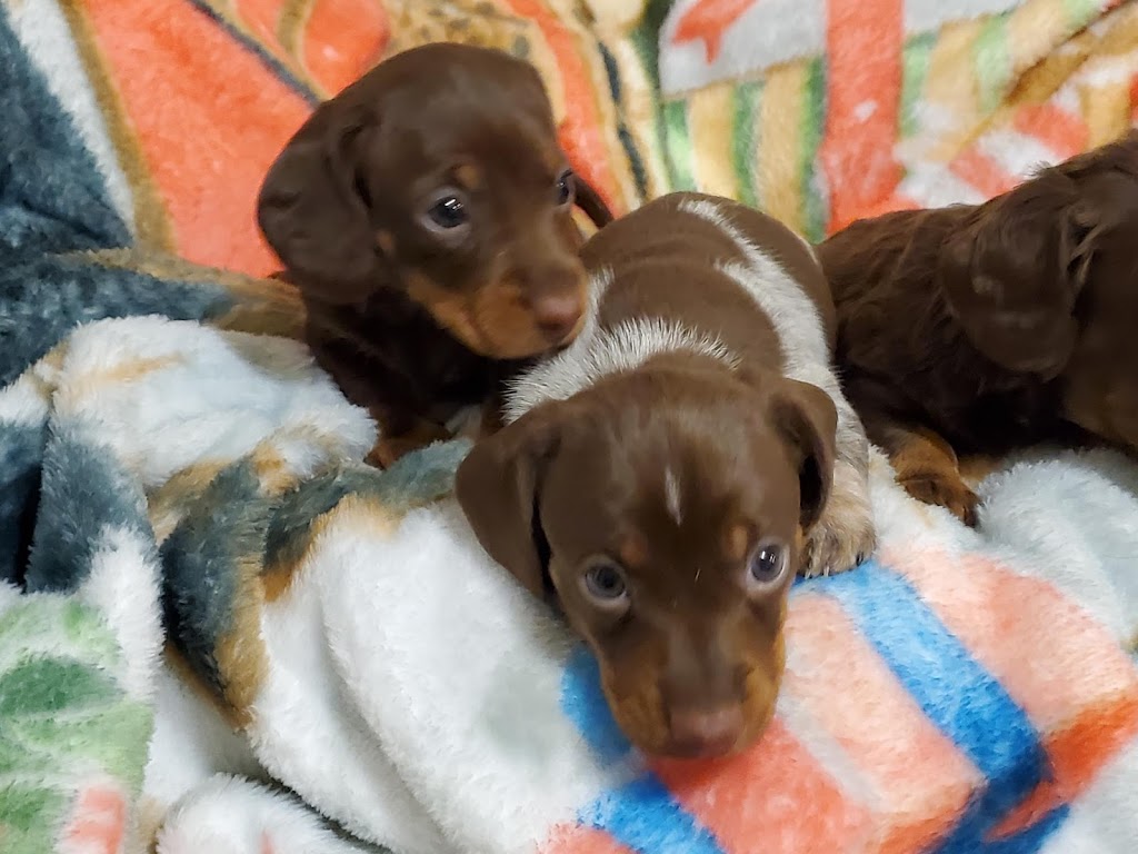 Élevage de Chien Aux Petits Calins | 271 Rang 2 de Ramsay, Saint-Félix-de-Valois, QC J0K 2M0, Canada | Phone: (450) 271-7526