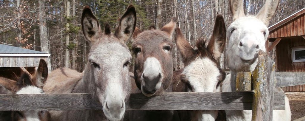 Asinerie âne gardien | 541 Rang du Pied de la Montagne, Sainte-Mélanie, QC J0K 3A0, Canada | Phone: (450) 889-8456