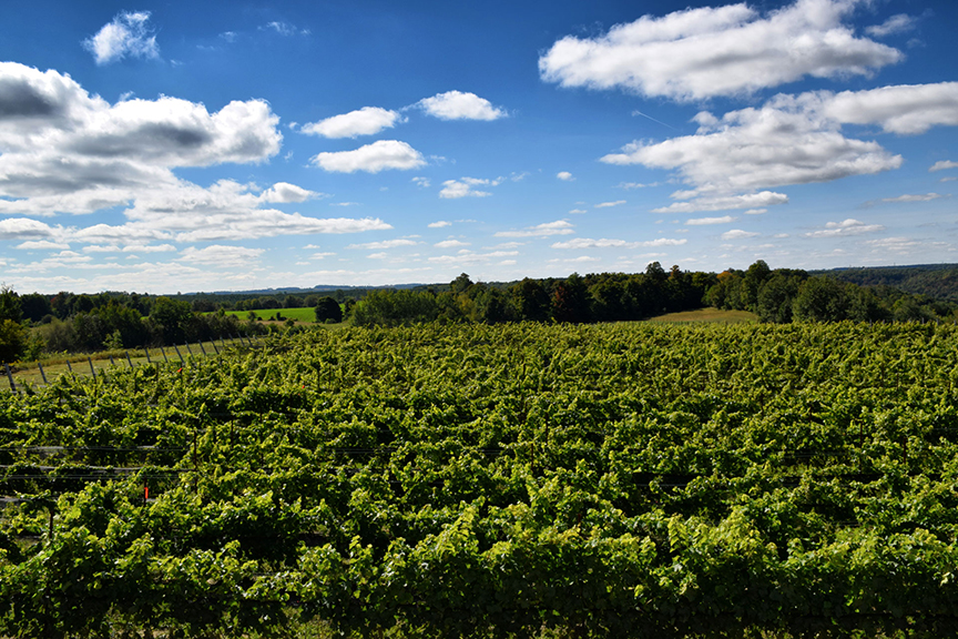 Adamo Estate Winery | 793366 3rd Line EHS, Orangeville, ON L9W 5X7, Canada | Phone: (519) 942-3969