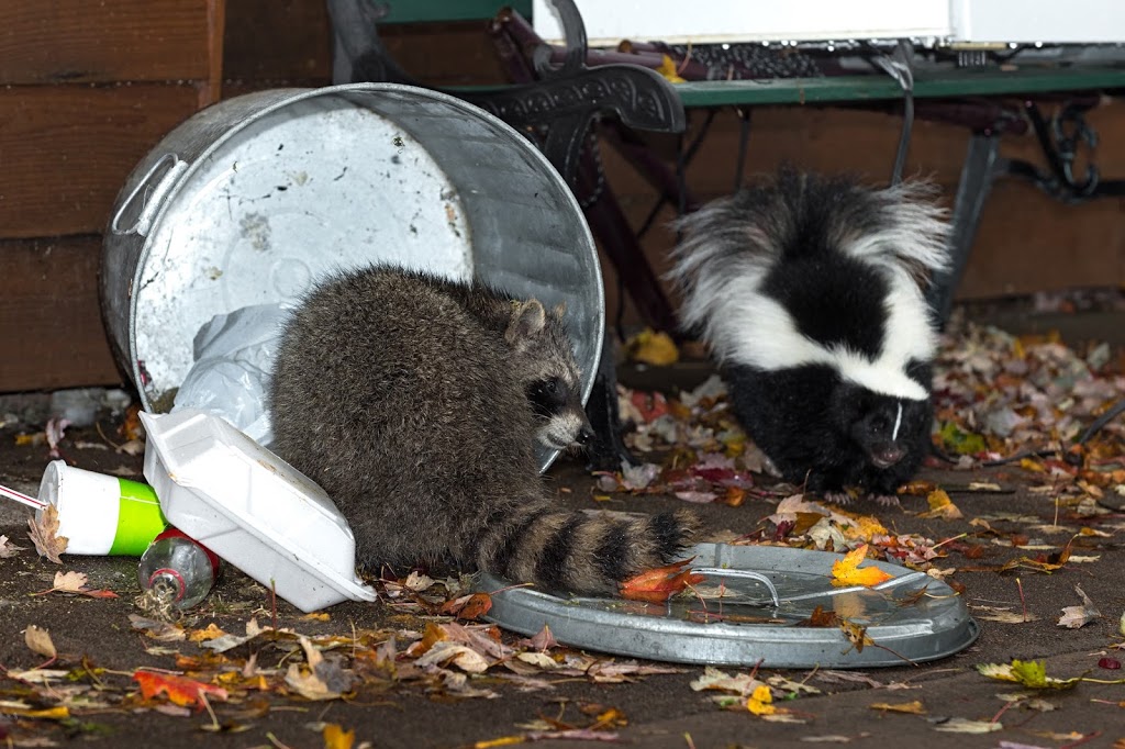 Nimby Wildlife & Pest Control | 1546 Beaty Trail, Milton, ON L9T 5L7, Canada | Phone: (905) 693-1599