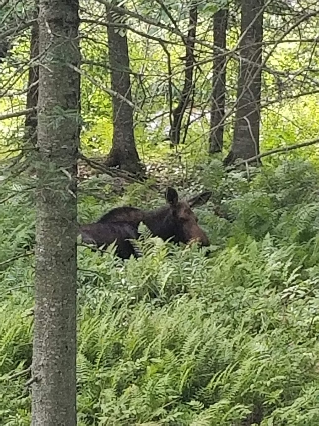 Washburn Family Forest | Clarksville, NH 03592, USA