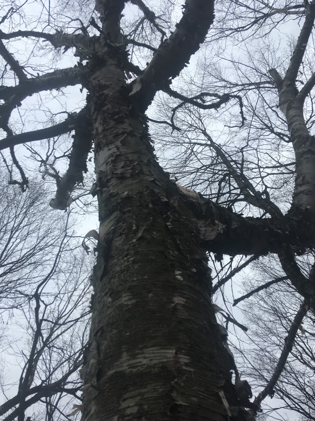 Arboriculture La Voix de lArbre | 22 Rue de la Damée, Sutton, QC J0E 2K0, Canada | Phone: (581) 574-3940