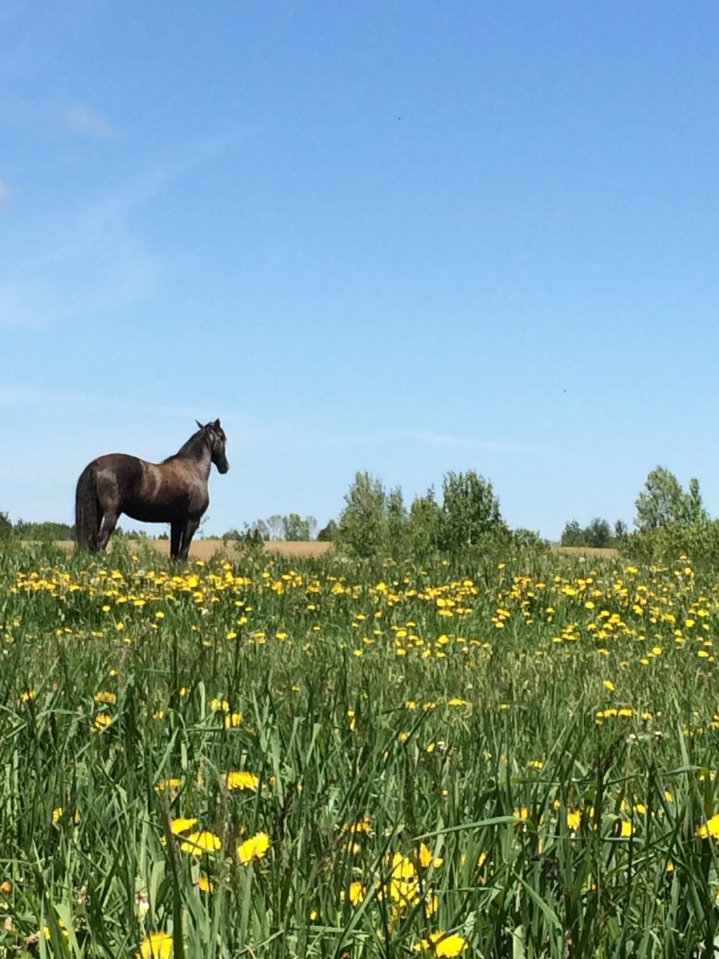 Écurie Astra Lusitana | 354 Rang de la Fourche O, Armagh, QC G0R 1A0, Canada | Phone: (418) 466-2802