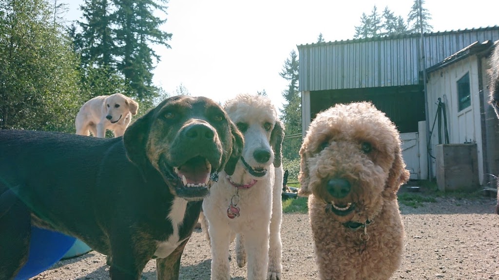 Cloud Nine Canines: Dog Daycare, Dog Grooming | 17728 96 Ave, Surrey, BC V4N 4A7, Canada | Phone: (236) 986-3808