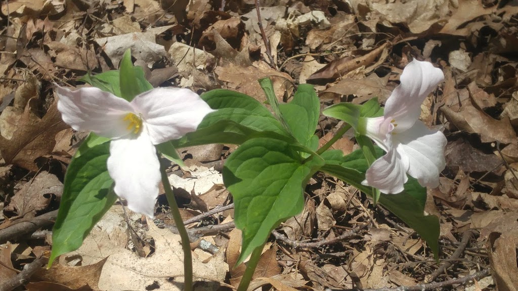 Dryden Tract Trail | 1865 Alps Rd, Cambridge, ON N1R 5S5, Canada