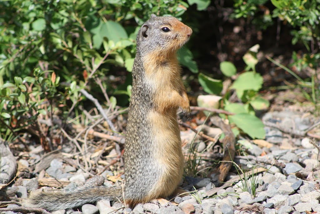 E. C. Manning Provincial Park | 7500 BC-3, Manning Park, BC V0X 1R0, Canada | Phone: (604) 668-5953