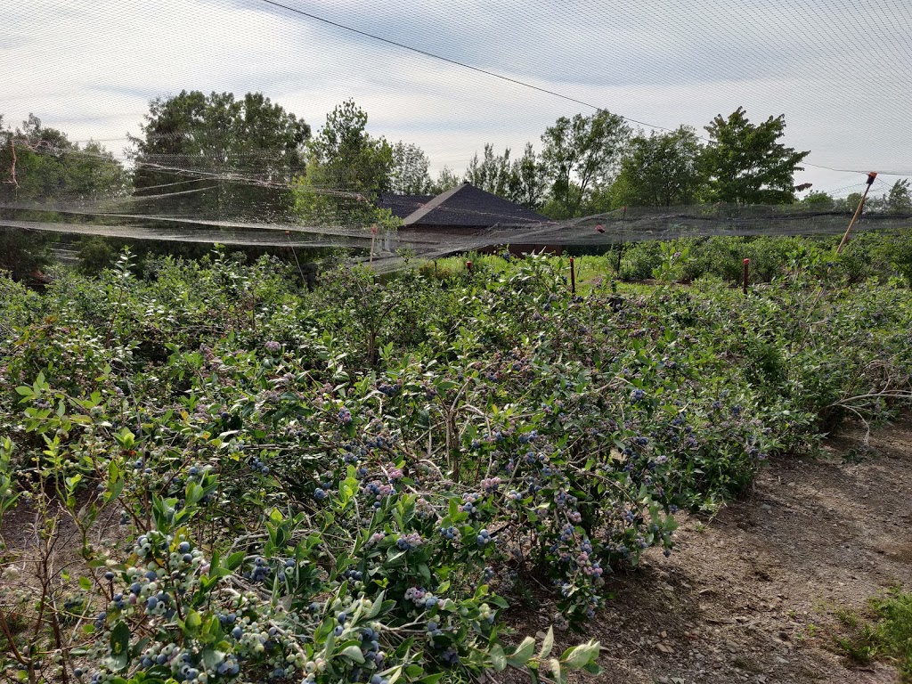 Bleuetière du Boisé | 1026 Impasse de la Bleuetière, Granby, QC J2J 0C4, Canada | Phone: (450) 531-1938