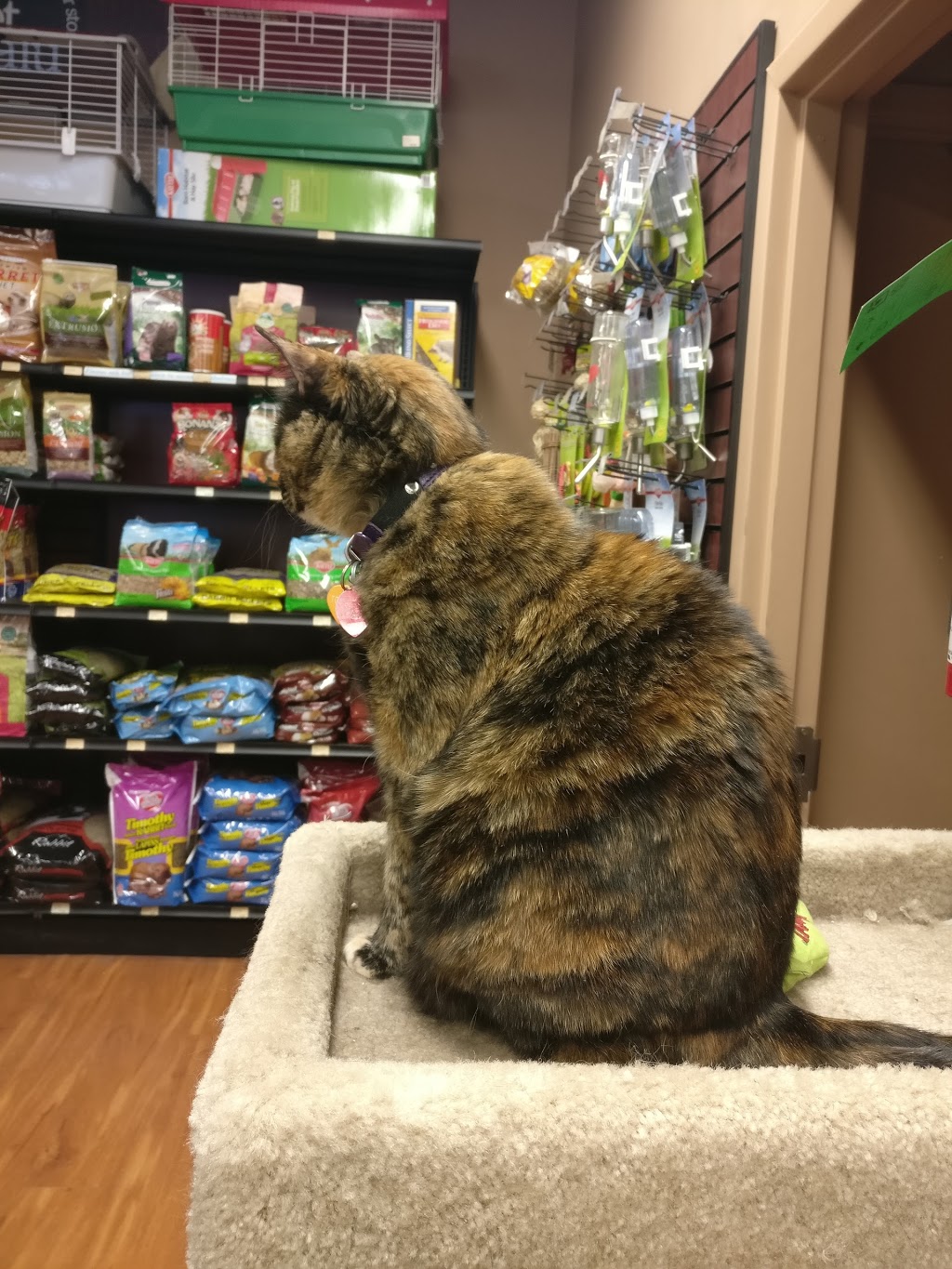 Pet Valu | 1176 King St W, Toronto, ON M6K 1E6, Canada | Phone: (416) 916-1199