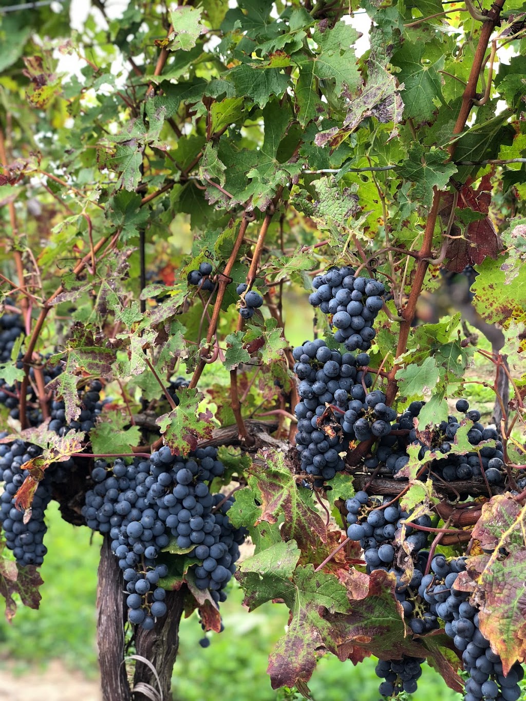 Grape Escape Wine Tours | 1627 Niagara Stone Rd, Niagara-on-the-Lake, ON L0S 1J0, Canada | Phone: (905) 468-9959