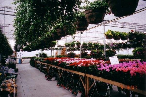 Leslie Gardens Nursery And Greenhouse | 22517 Leslie St, Queensville, ON L0G 1R0, Canada | Phone: (905) 478-8111