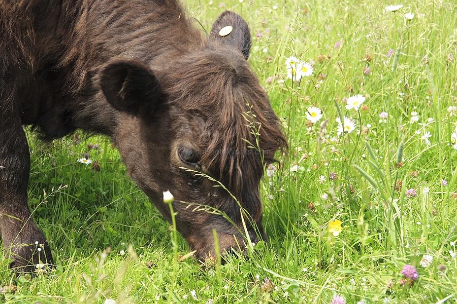 Wild Mountain Farm | 8 Old Baxters Mill Road RR#5, Canning, NS B0P 1H0, Canada | Phone: (902) 670-0860