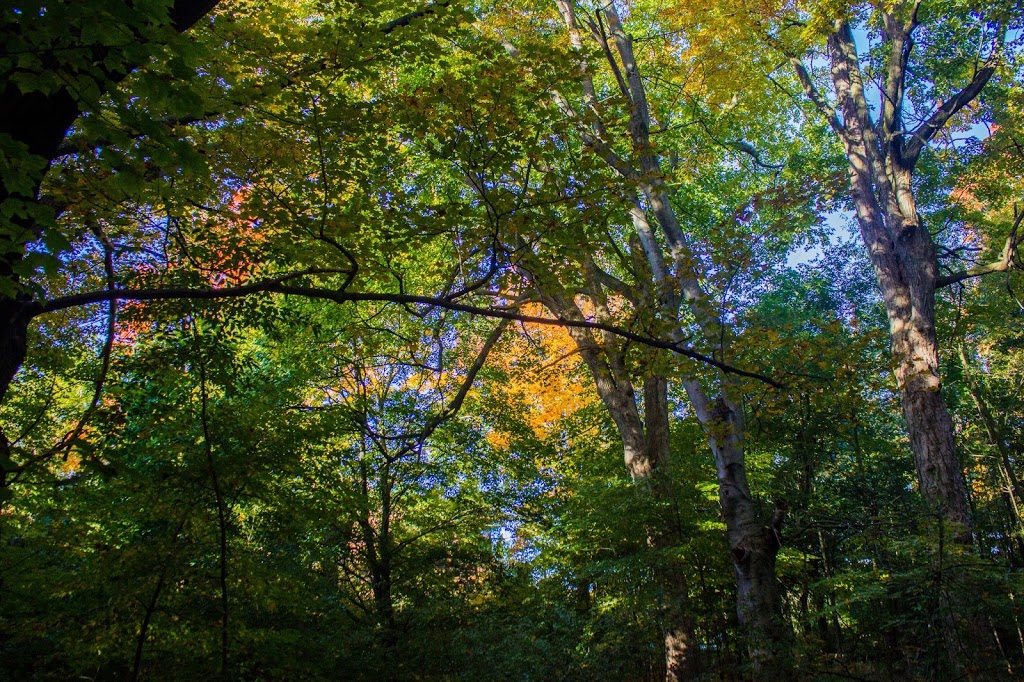 T.J. Dolan Natural Area | 117 Sir Adam Beck Rd, Stratford, ON N5A 8C2, Canada