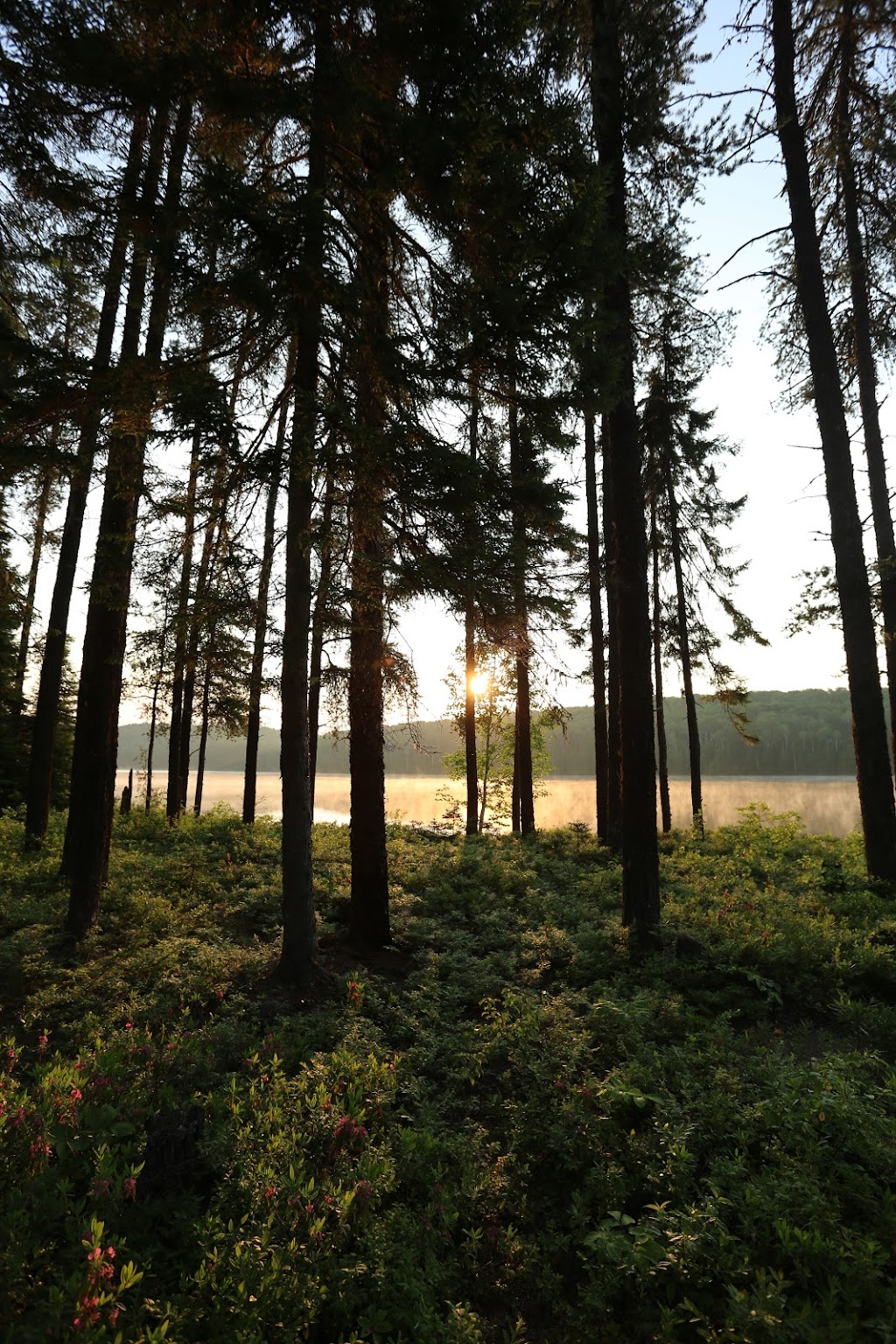 Forest bathing | 1 route Forestière 25 (km 50, La Tuque, QC G9X 3P2, Canada | Phone: (514) 434-4237