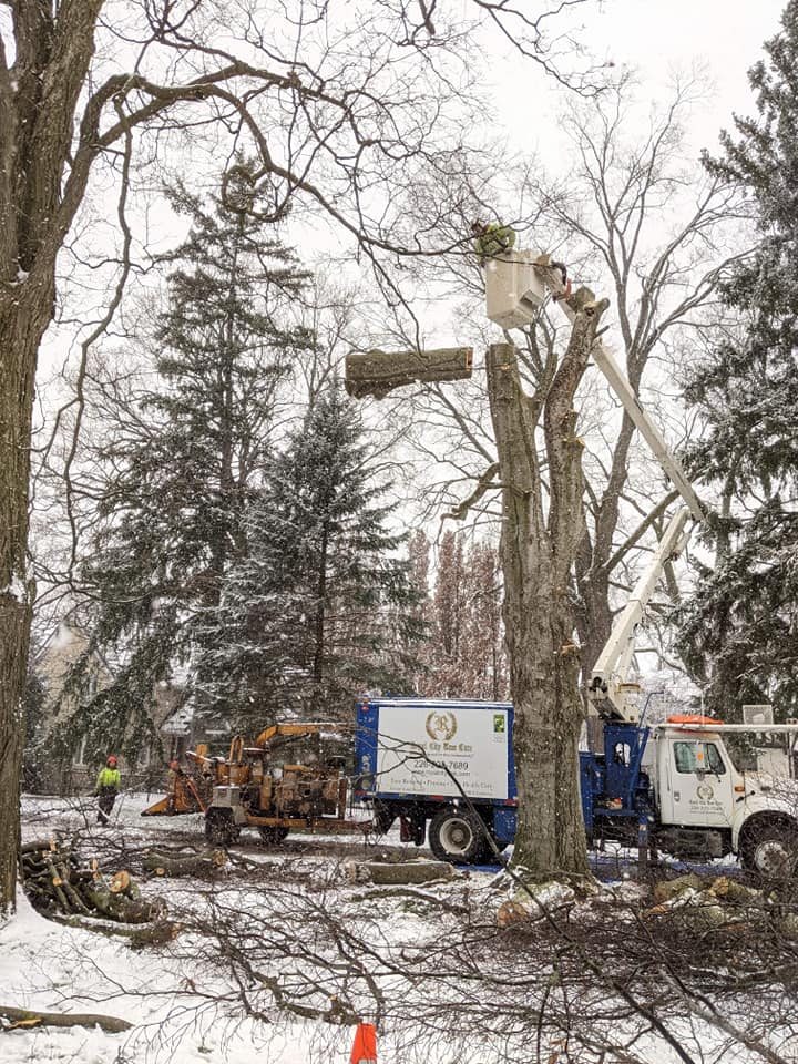 Royal City Tree Care | 18 Landsdown Dr, Guelph, ON N1L 1H2, Canada | Phone: (226) 203-3133