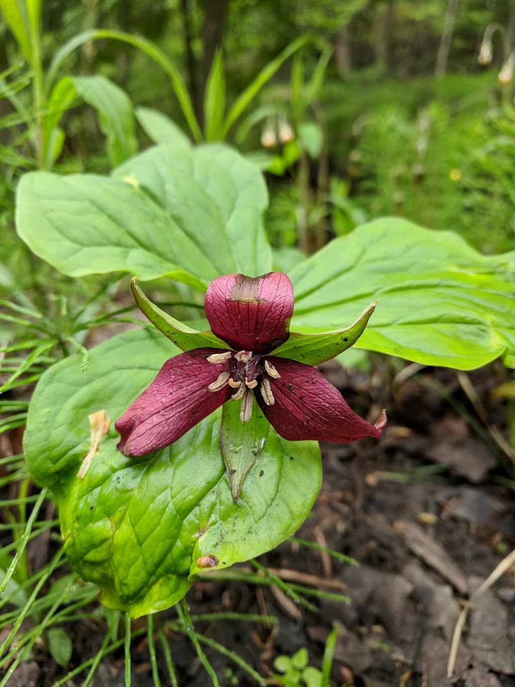 Maple Nature Reserve | 10401 Dufferin St, Maple, ON L6A 1S2, Canada