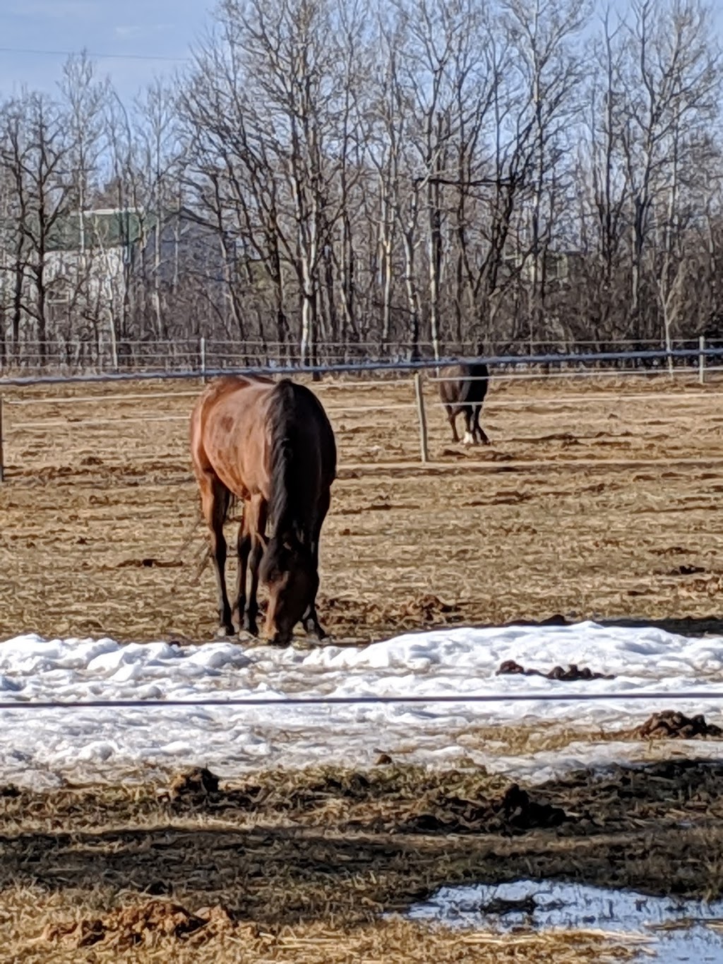 Superior Equestrian Center | Highway 206 - 66120, MB R0E 1J0, Canada | Phone: (204) 791-9800