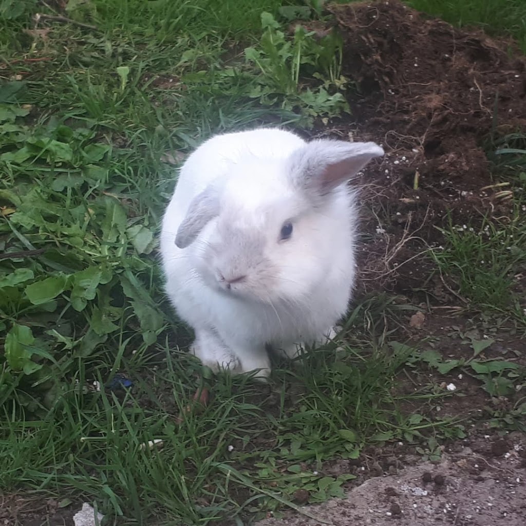 Murray St Rabbit Rescue | 99 Murray St, Brantford, ON N3S 5P3, Canada | Phone: (226) 802-9853