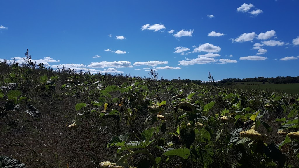 The Sunflower Maze Farm | 1194 Nova Scotia Trunk 1, Falmouth, NS B0P 1L0, Canada | Phone: (902) 790-0542