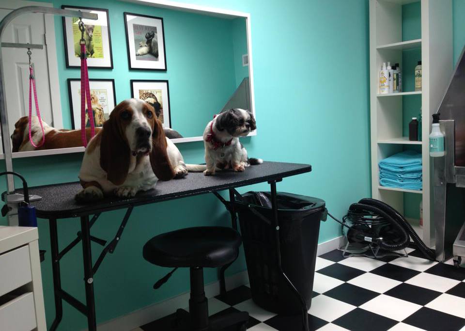 Meagans Dog Grooming | 35 Penguin Crescent, Sherwood Park, AB T8A 3H3, Canada | Phone: (780) 224-3572