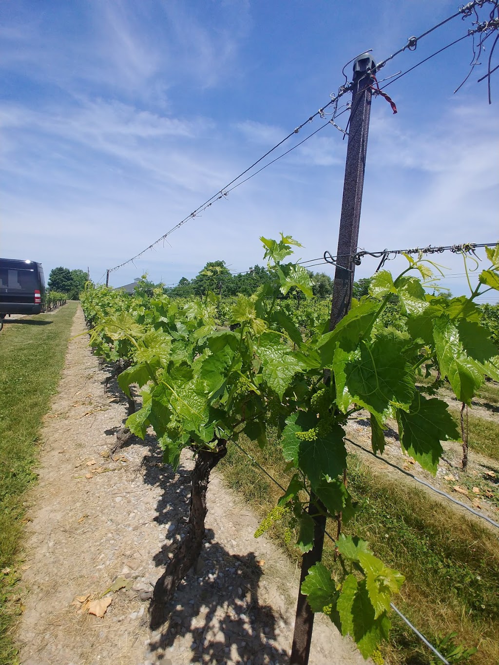 Grape Escape Wine Tours | 1627 Niagara Stone Rd, Niagara-on-the-Lake, ON L0S 1J0, Canada | Phone: (905) 468-9959