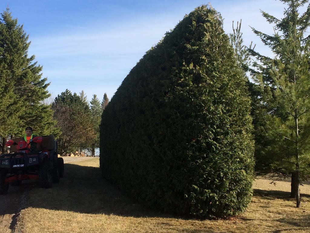 REDWAL Tree Service | 44 Riverview Dr, Omemee, ON K0L 2W0, Canada | Phone: (705) 768-2855