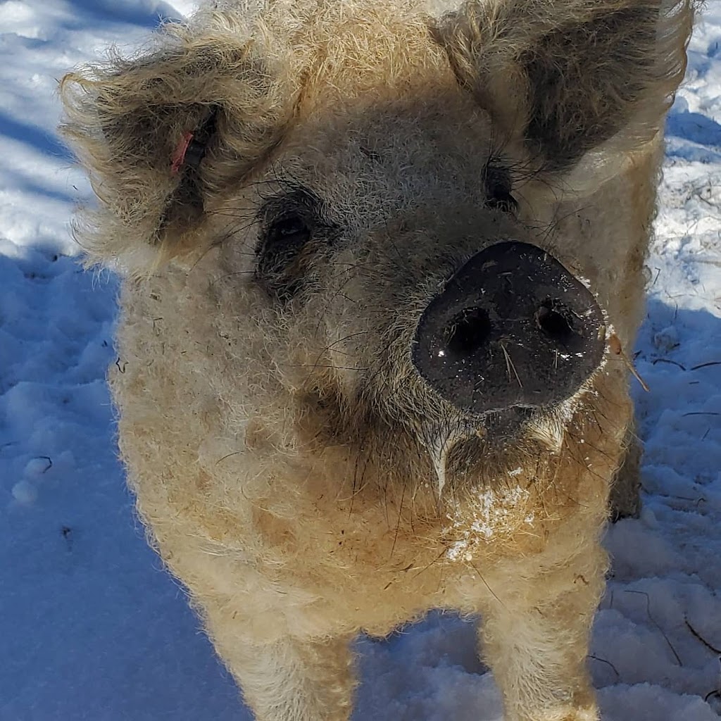 Canadian Mangalitsa Farms | 1717 County Rd 38, Campbellford, ON K0L 1L0, Canada | Phone: (289) 890-0438