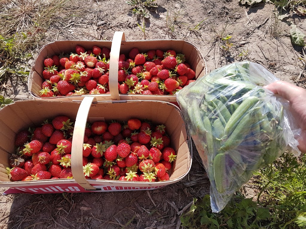 Strawberry Creek Farm Market | 17471 Woodbine Ave, Newmarket, ON L3Y 4W1, Canada | Phone: (905) 868-9996