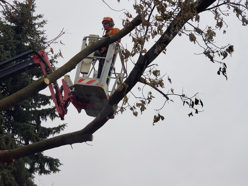 St. Catharines Tree Service | 14 Walsh Ave, St. Catharines, ON L2M 2M1, Canada | Phone: (905) 658-6586