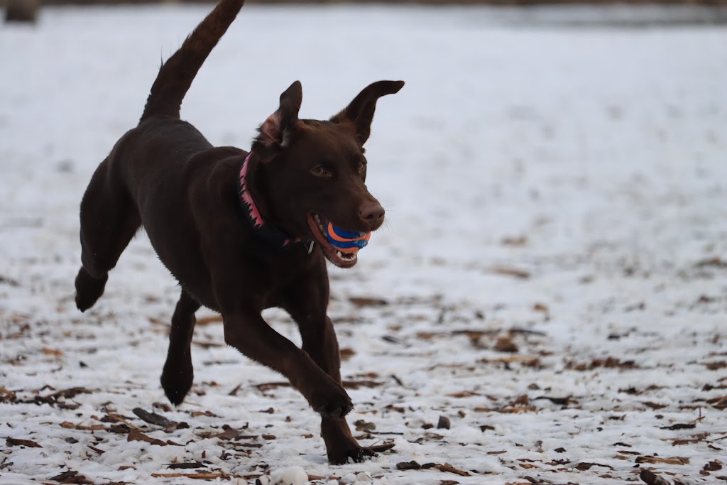 Barrie Dog Off Leash Recreation Area | 150 Mapleview Dr E #152, Barrie, ON L4N 0S5, Canada | Phone: (705) 726-4242