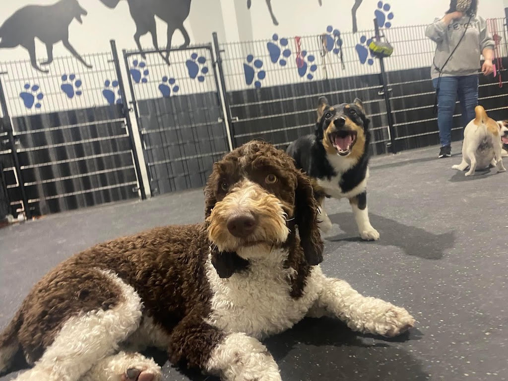 Fetch Canine Daycare, Training and Wellness Centre | 193B Henlow Bay, Winnipeg, MB R3Y 1G4, Canada | Phone: (204) 515-4093