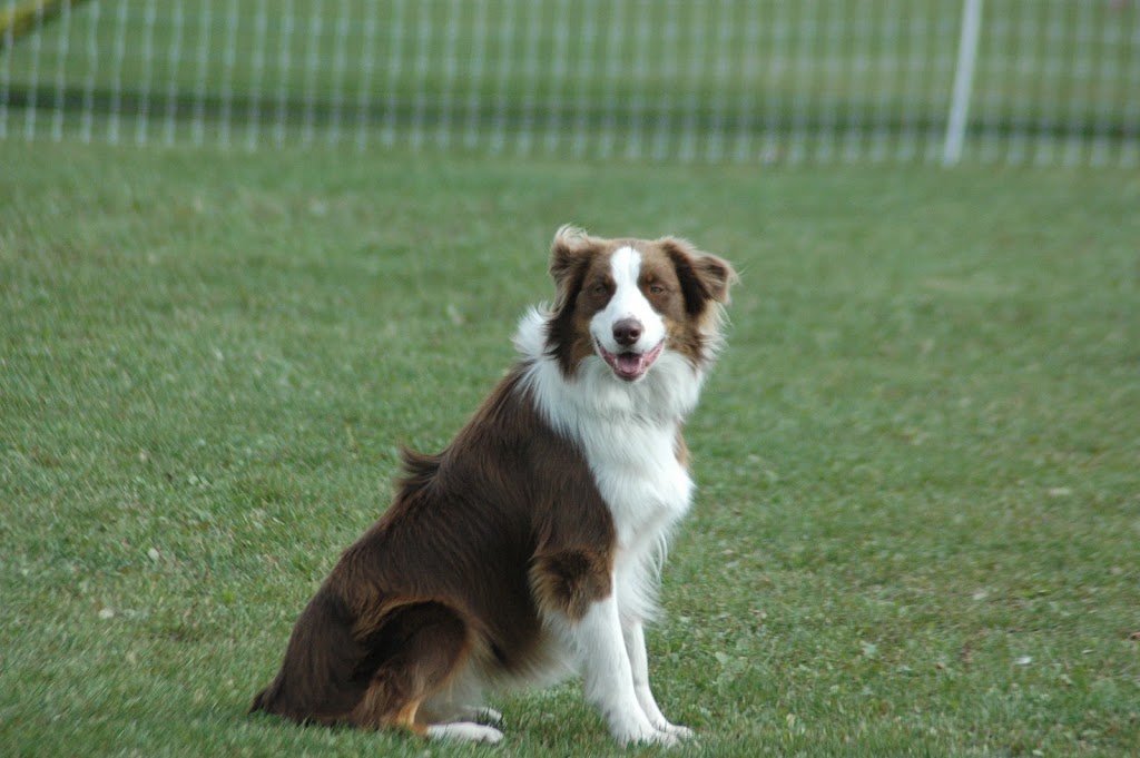 Paus-n-Train Agility & Obedience | 300 Lindsay Rd, Selwyn, ON K9J 0C5, Canada | Phone: (705) 740-0774