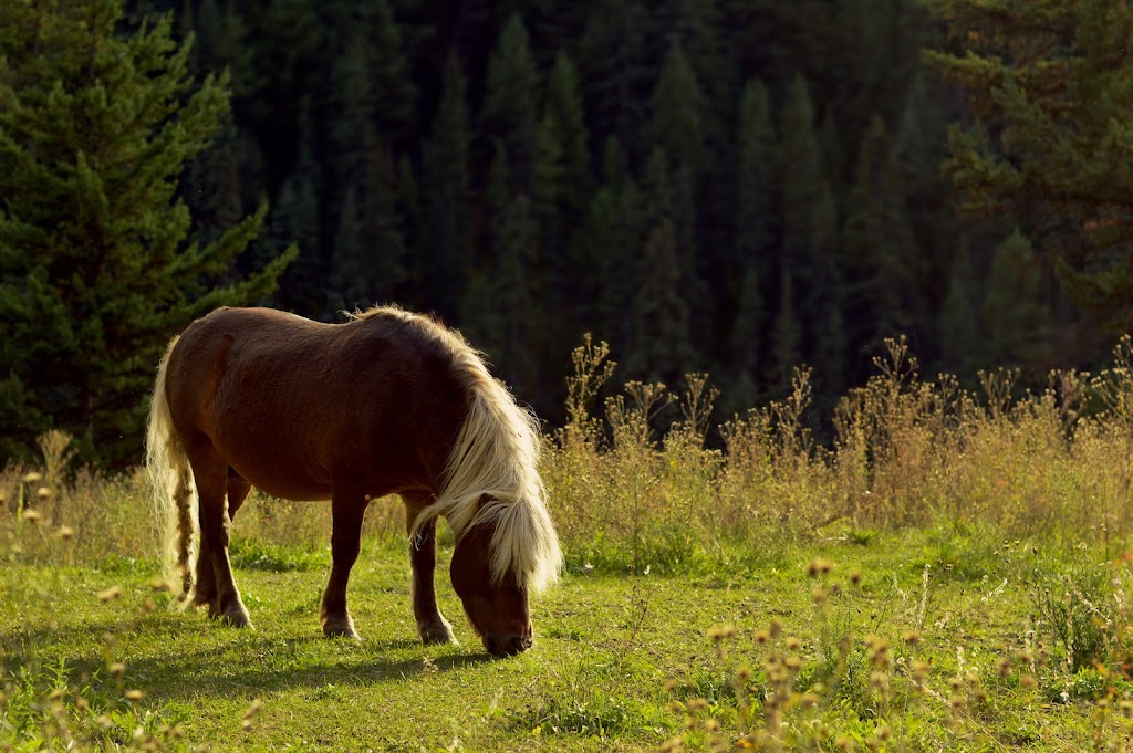 Vidette Lake Nature Retreat | Deadman Vidette Rd, Thompson-Nicola J, BC V0K 2K1, Canada | Phone: (778) 765-5407