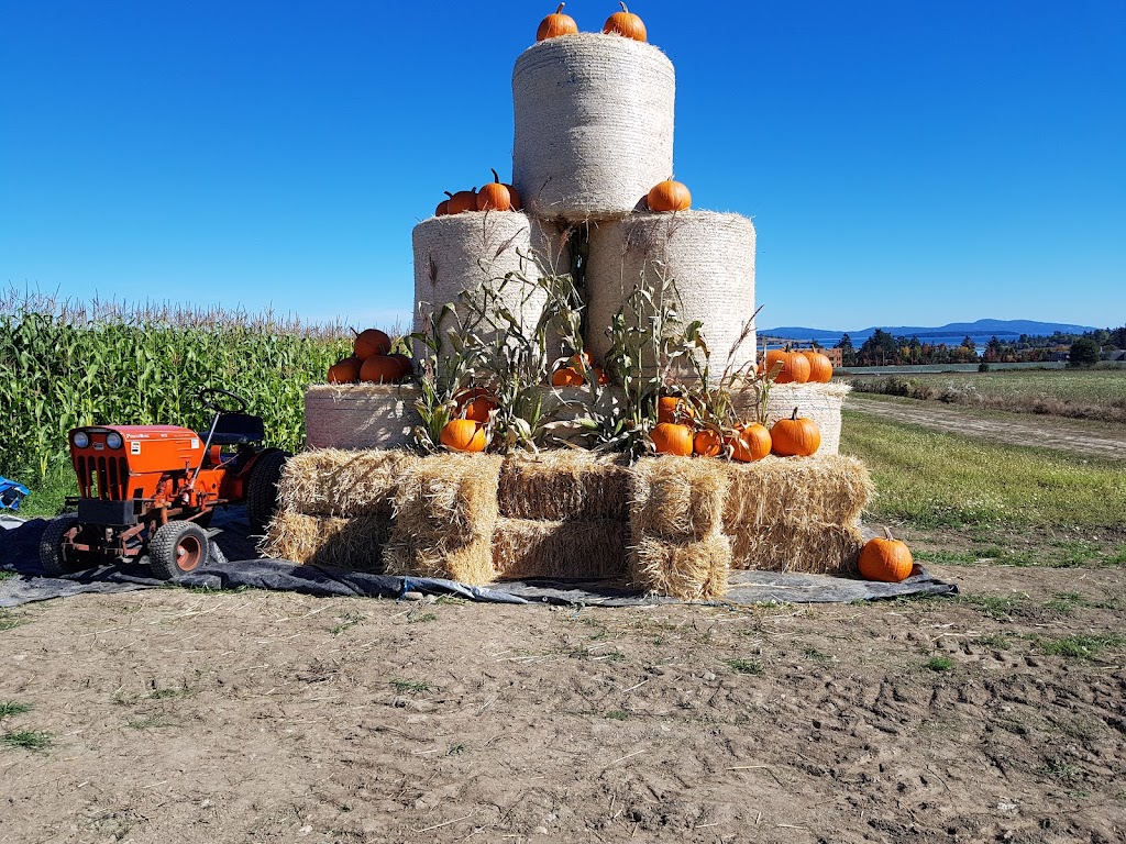 Saanichton Corn Maze | 7979 Central Saanich Rd, Saanichton, BC V8M 1T7, Canada | Phone: (778) 628-0788