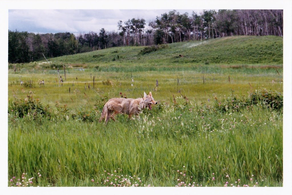 Elk Island National Park | 54401 Range Rd 203, Fort Saskatchewan, AB T8L 0V3, Canada | Phone: (780) 922-5790