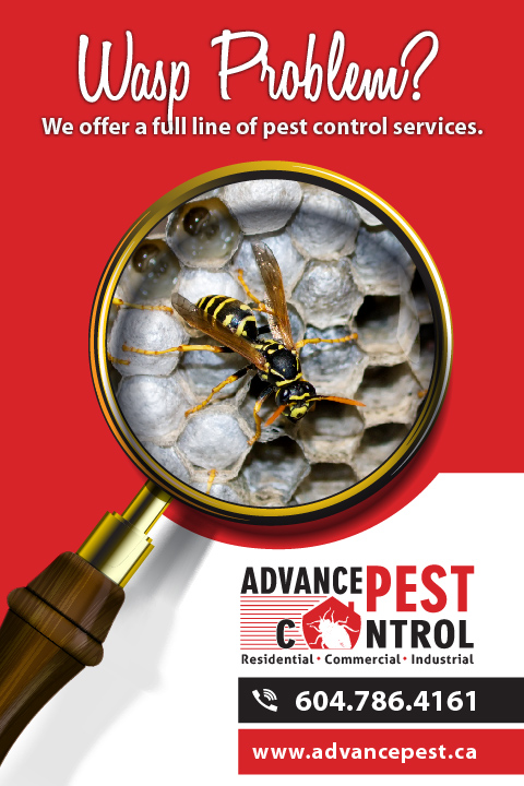 Richmond Advance Pest Control | 10540 Finlayson Dr, Richmond, BC V6X 1W6, Canada | Phone: (604) 786-4161