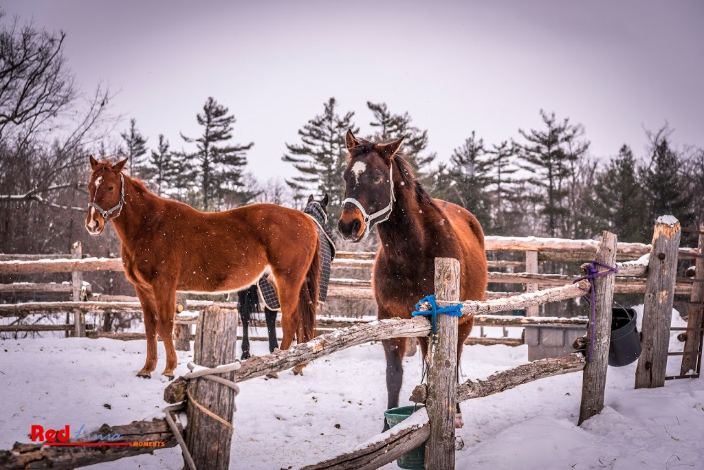 Fallbrook Trail Ranch | 14097 9 Line, Georgetown, ON L7G 4S8, Canada | Phone: (905) 873-6588