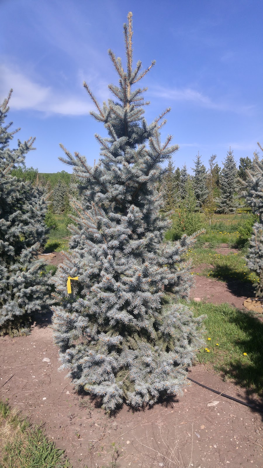 5 Star Trees LTD. | Foothills County, AB T0L 0A0, Canada | Phone: (403) 256-2089