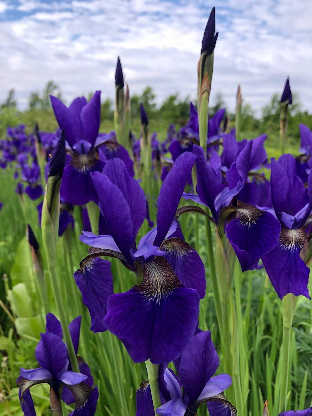 La société des plantes | 207 Rang de lEmbarras, Kamouraska, QC G0L 1M0, Canada | Phone: (418) 492-2493