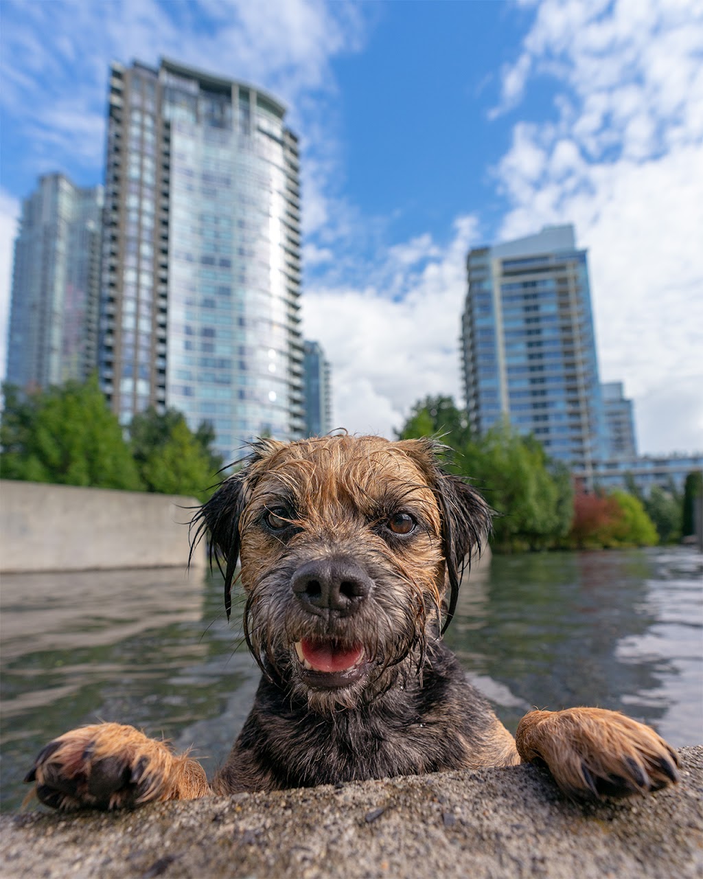 Vancity Pooch Pics | 1475 Riverside Dr, North Vancouver, BC V7H 1V6, Canada | Phone: (604) 837-1579